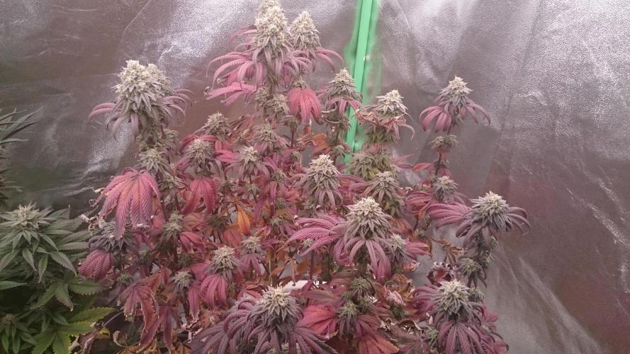 Lady Ambrosia. Week 14 - 42