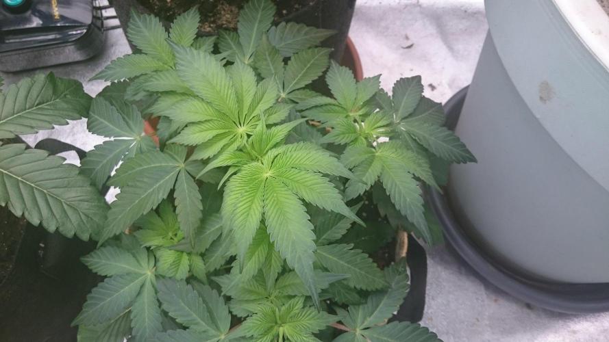 Tropical Mirage. Week 4