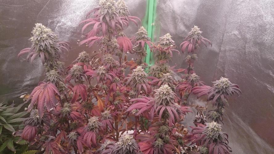 Lady Ambrosia. Week 14 - 43