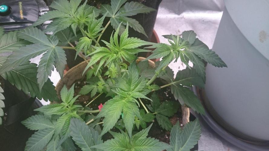 Tropical Mirage. Week 4