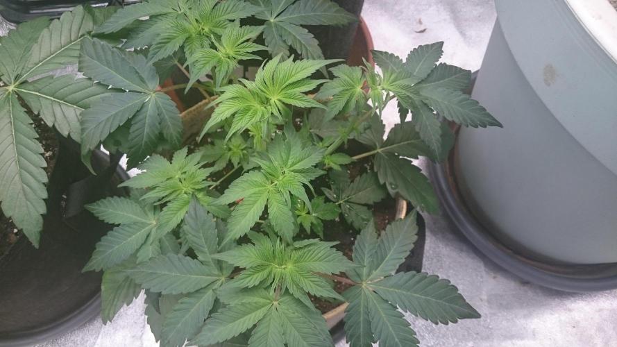 Tropical Mirage. Week 4