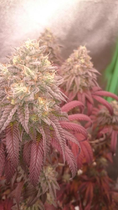 Lady Ambrosia. Week 14 - 44
