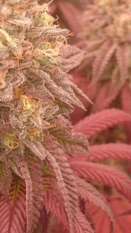 Lady Ambrosia. Week 14 - 44