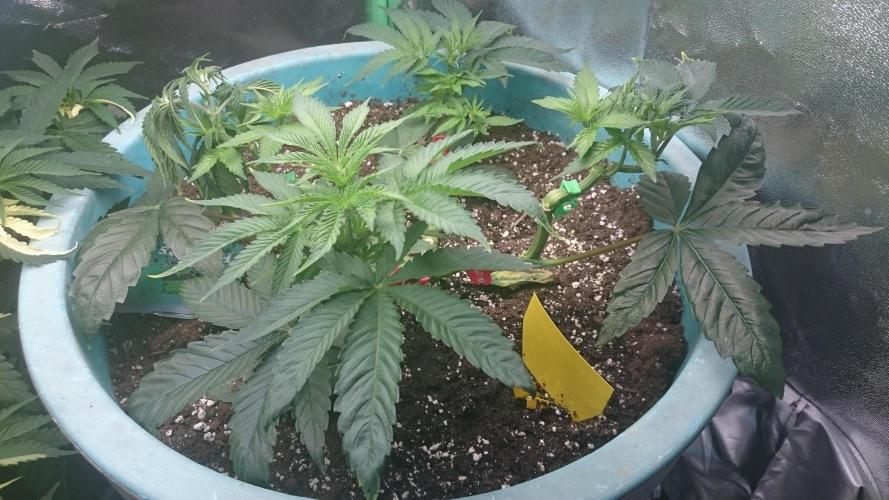 Lady Magyklenia. Week 4 - 43