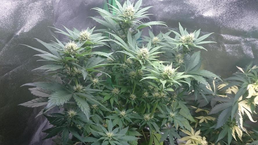 Lady Gholitra. Week 4 - 48