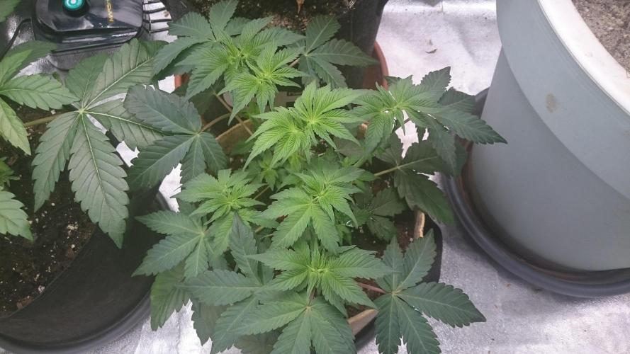 Tropical Mirage. Week 4