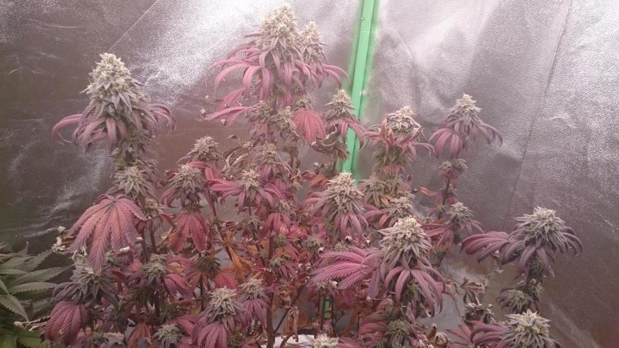 Lady Ambrosia. Week 14 - 45