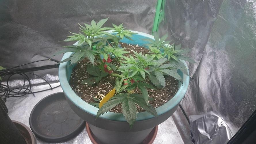 Lady Magyklenia. Week 4 - 45