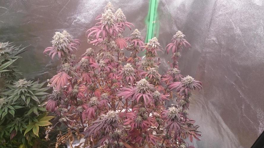 Lady Ambrosia. Week 14 - 46