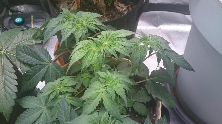 Tropical Mirage. Week 4