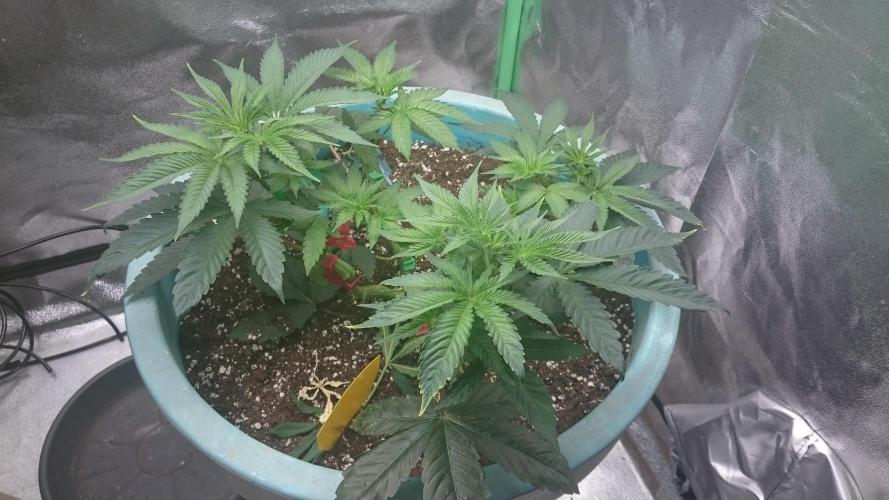Lady Magyklenia. Week 4 - 46