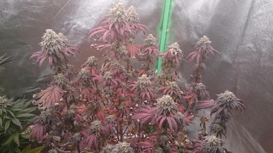 Lady Ambrosia. Week 14 - 47