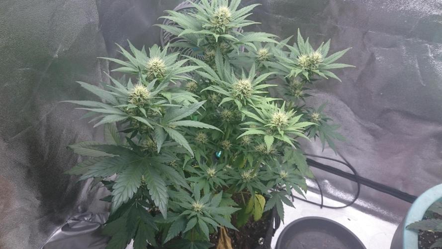 Lady Gholitra. Week 5 - 50