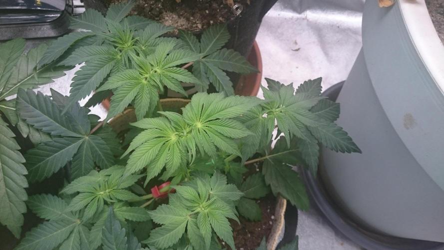 Tropical Mirage. Week 4