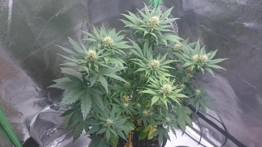 Lady Gholitra. Week 5 - 51