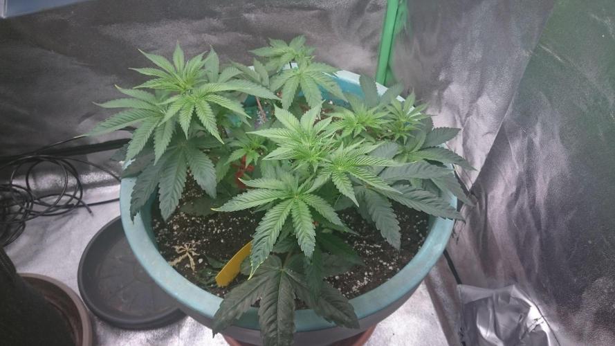Lady Magyklenia. Week 4 - 47