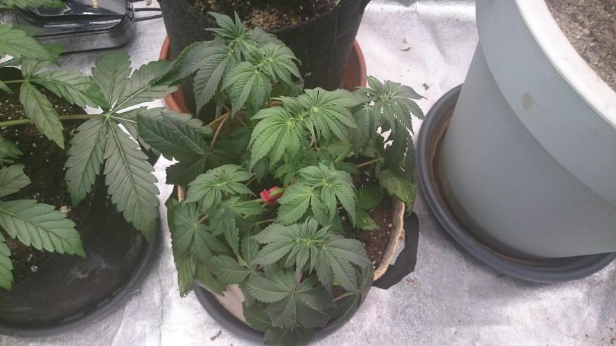 Tropical Mirage. Week 4