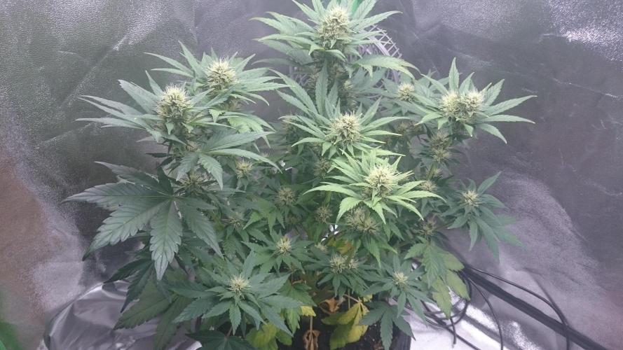 Lady Gholitra. Week 5 - 52