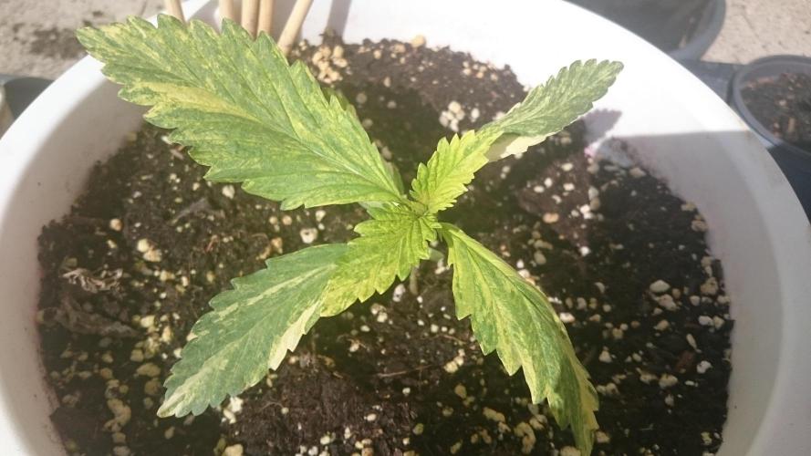 Variegated Delight©. Week 2