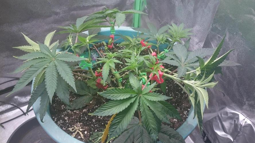 Lady Magyklenia. Week 4 - 48