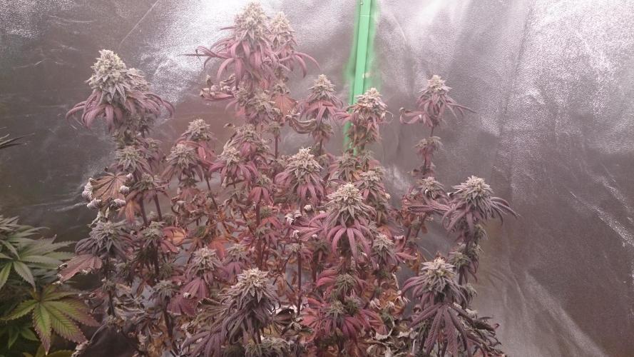 Lady Ambrosia. Week 14 - 49