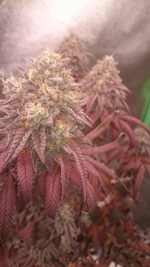 Lady Ambrosia. Week 14 - 49