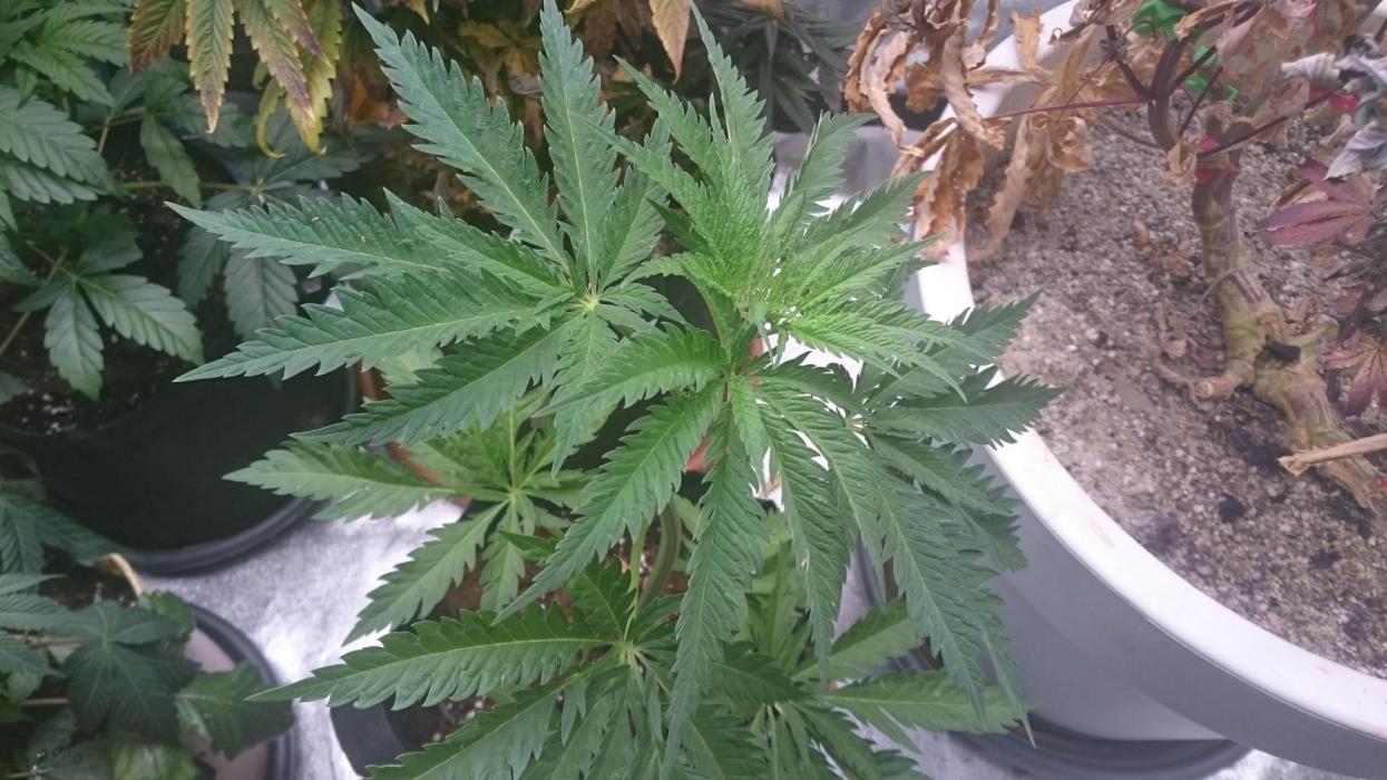 Lady Jitta 4-4. Week 4 - around 30-40 days