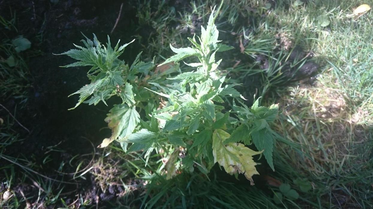 Lady LAdy. Week 9
