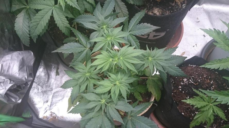 Tropical Mirage. Week 5