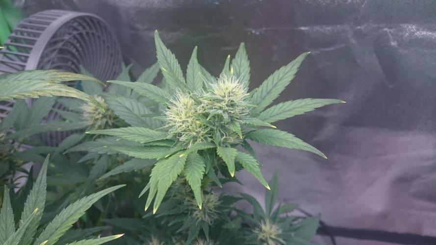Lady Gholitra. Week 5 - 53