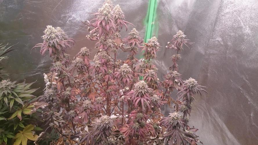 Lady Ambrosia. Week 15 - 50