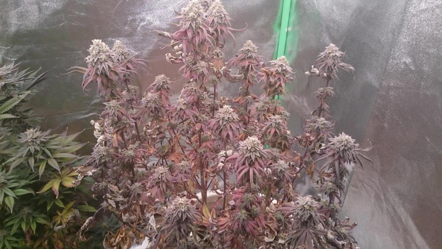 Lady Ambrosia. Week 15 - 51