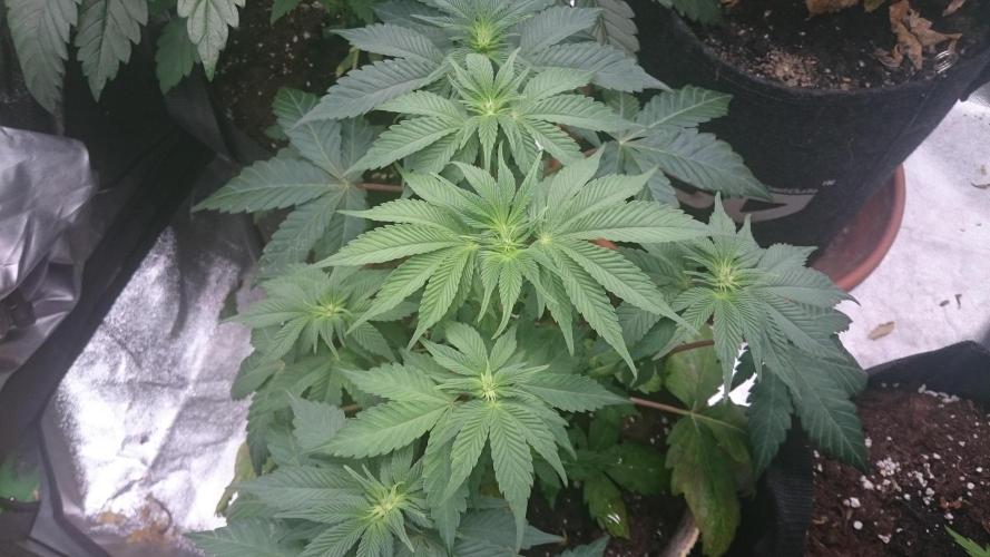 Tropical Mirage. Week 5