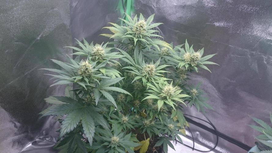 Lady Gholitra. Week 5 - 54