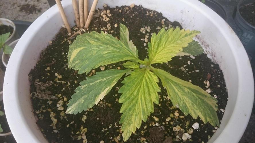 Variegated Delight©. Week 2