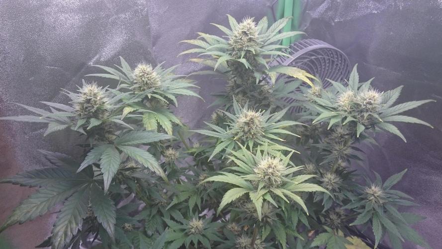 Lady Gholitra. Week 5 - 55