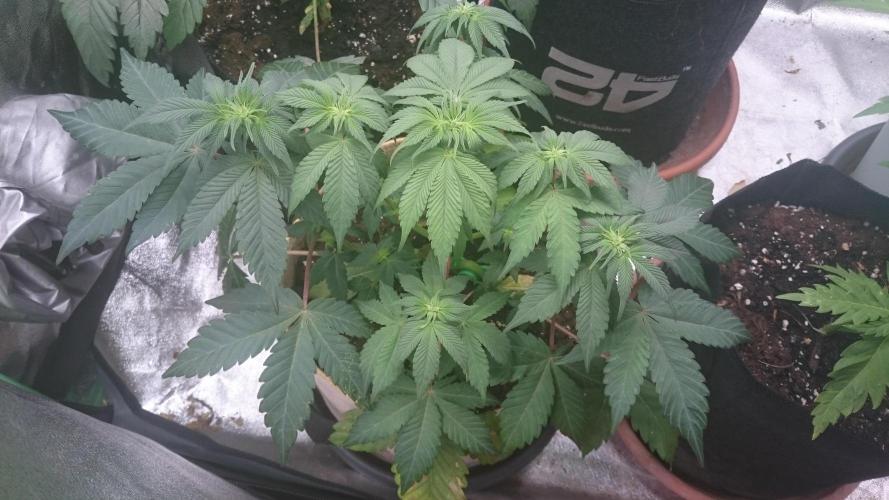 Tropical Mirage. Week 5