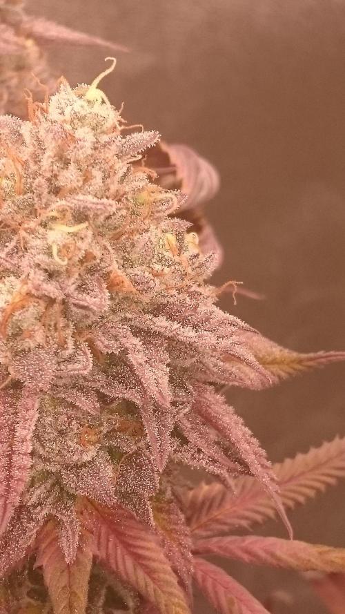 Lady Ambrosia. Week 15 - 52