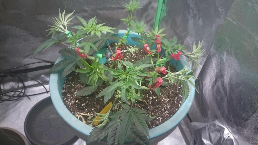 Lady Magyklenia. Week 5 - 51