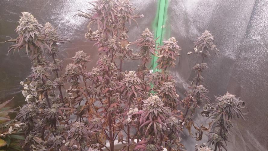 Lady Ambrosia. Week 15 - 53