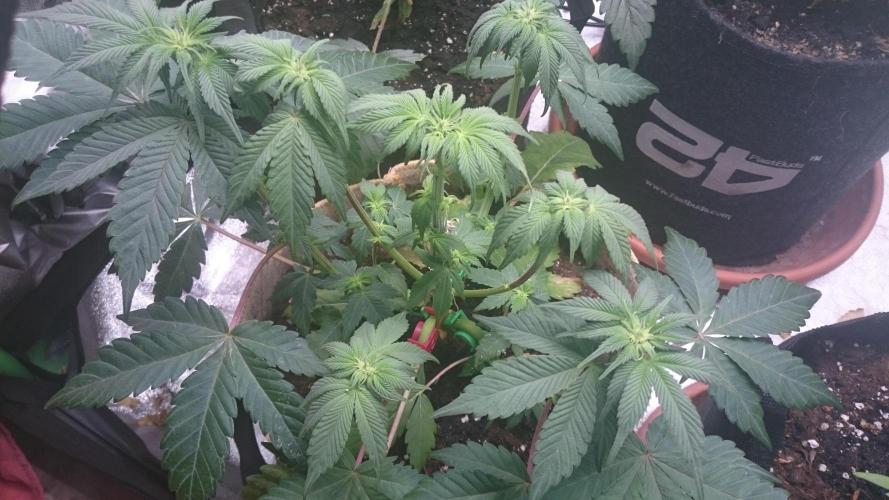 Tropical Mirage. Week 5