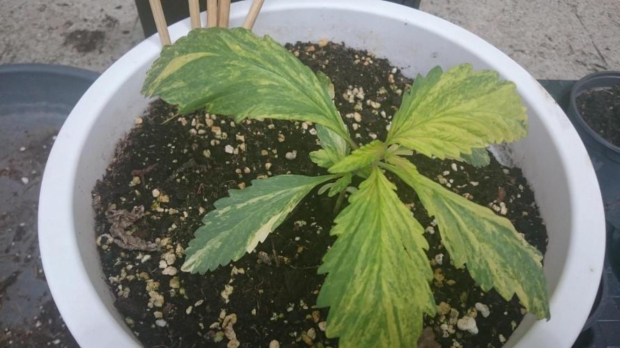 Variegated Delight©. Week 2