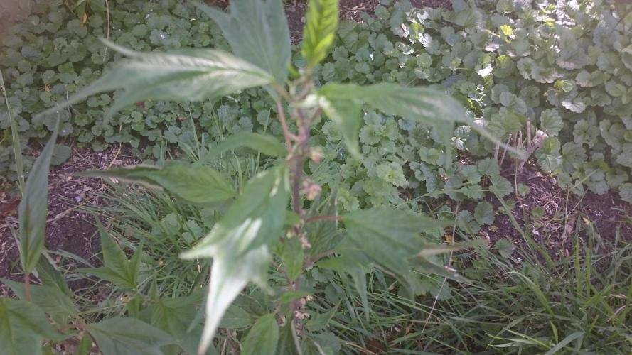 Lord Sopdet. Week 10