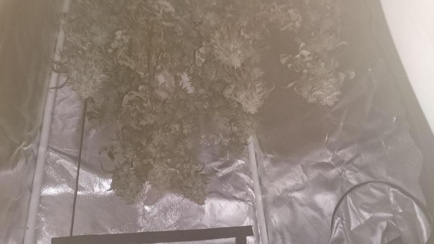 Lady Ambrosia. Week 16