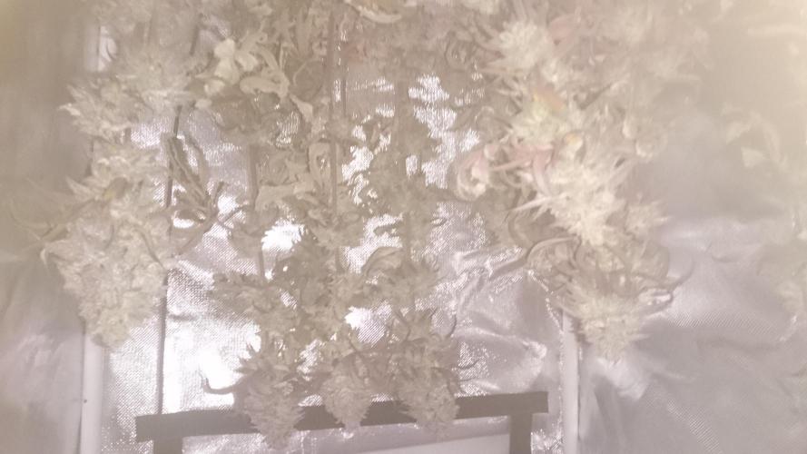 Lady Ambrosia. Week 16