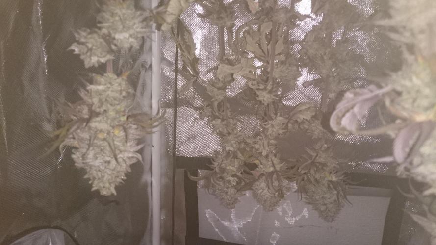 Lady Ambrosia. Week 16