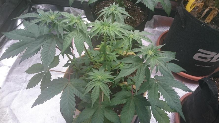 Tropical Mirage. Week 5