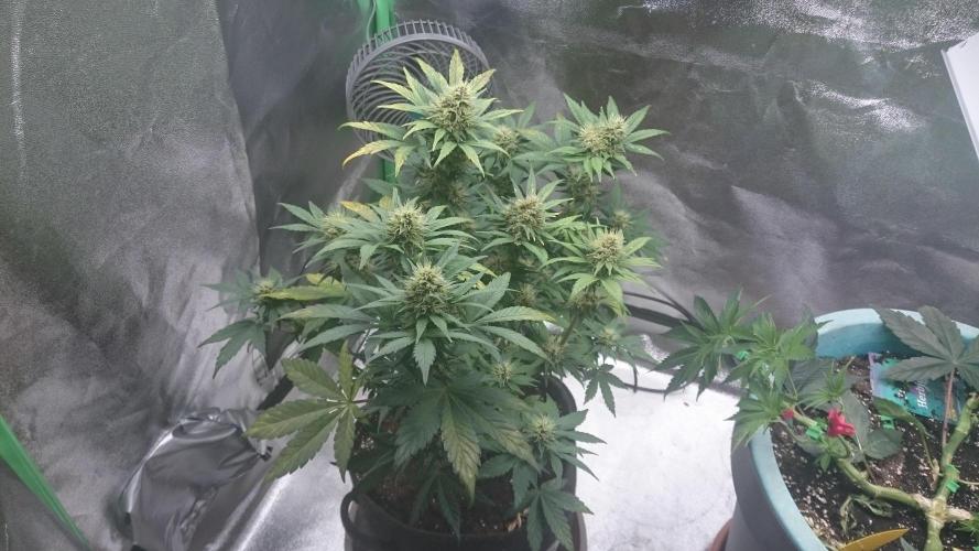 Banana Purple Punch Auto. Week 5
