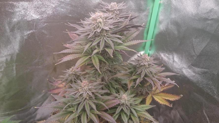 Grandmommy Purple. Week 9