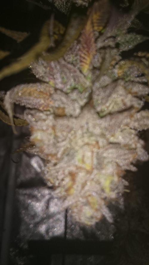 Lady Ambrosia. Week 16